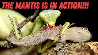 Interesting facts about mantises😮😮😮 What the mantis is capable of👍👍👍 Cannibalism of mantises [upl. by Bezanson501]