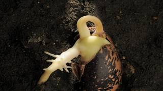 Runner Bean hypogeal germination time lapse over 24 days [upl. by Cully]