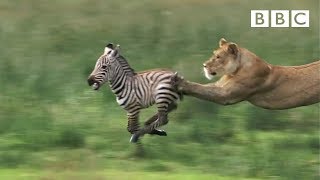 Lioness chases Zebra  Natures Great Events  BBC One [upl. by Ecirtahs748]