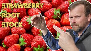 How to grow strawberries in your garden to enjoy year after year [upl. by Blayze638]