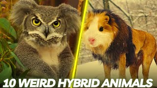 10 Scary Hybrid Animals That Really Exist [upl. by Mei610]