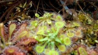 Drosera rotundifolia  Sundews Carnivorous Plants [upl. by Tasiana]