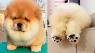 THE CUTEST DOG BREEDS In The World [upl. by Ahsiela407]