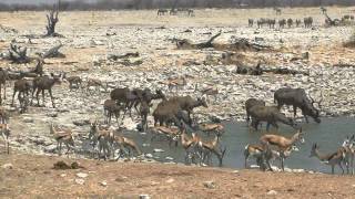 Namibie Etosha National Park [upl. by Waxman]