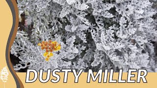 The Quick Guide to Growing DUSTY MILLER Jacobaea maritima 🌿 🌱 🪴 🏡 [upl. by Inhoj]