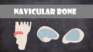 Navicular Bone  Anatomy [upl. by Aaberg]