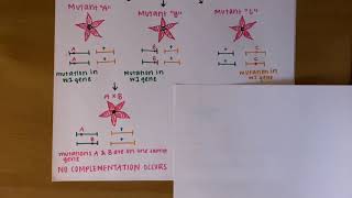 Complementation Test [upl. by Carmel]