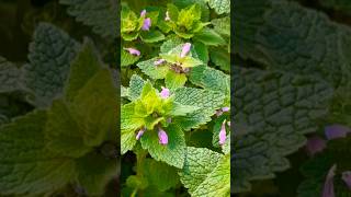 Foraging in My Yard Found Medicinal and Edible Plants foraginggardening medicinalherbsvegan [upl. by Flodur]