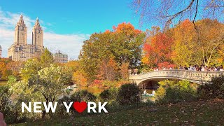 4K🇺🇸NYC Autumn Walk🍂🍁Enjoy the fall foliage in Central Park on a sunny Saturday🍂🍁Oct 28 2023 [upl. by Ylle]