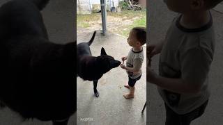 👦🏻William gives Colby a treat🐶 dogandtoddler threeleggeddog lifewithatoddler toddlermoments [upl. by Ciccia]