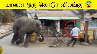 யானை இப்படிபட்ட ஒரு விலங்கா  யானைகள் செய்த அதிர்ச்சியான சம்பவம் 🐘 [upl. by Ibmat]