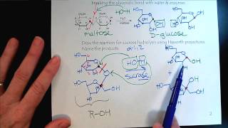 Chem 309 Carbohydrates Part 5 Catabolism Hydrolysis amp Glycolysis [upl. by Aneeb]