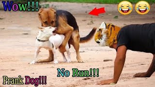 Ultimate Funny Cats and Dogs😻🐶Funniest Animals😂Part 10Funnyanimalsvideo2024 NewFunyVideo2024 [upl. by Kirsti639]