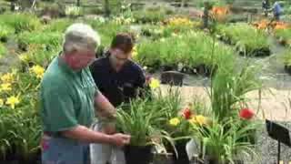 How to Prune Daylilies [upl. by Billmyre862]