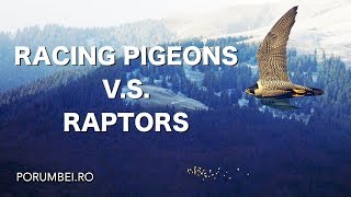 Racing pigeons VS Raptors [upl. by Raybin]