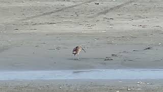 Whimbrel shorebird at Southbeach Cresent City CA [upl. by Iel819]