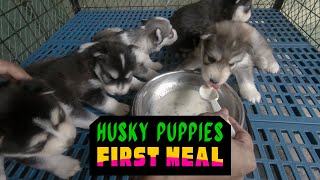 Husky Puppies First Meal  Weaning Puppies [upl. by Arihay799]