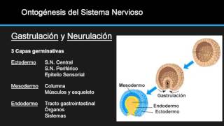 Ontogenesis del Sistema Nervioso [upl. by Zola405]