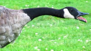 Canada Geese Honking Flying  Angry Hissing at Each Other [upl. by Sallad]