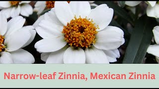 Zinnia angustifolia Growing Guide Narrowleaf Zinnia by Gardeners HQ [upl. by Eidaj]