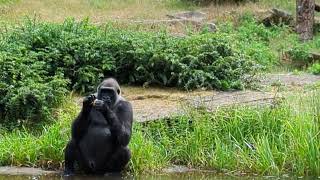 Gorillas in Apenheul  Apeldoorn  Niederlande 🇳🇱 [upl. by Ailugram]