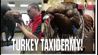 Turkey Taxidermy  Carolina ALL OUT  S3Ep5 [upl. by Steinberg329]