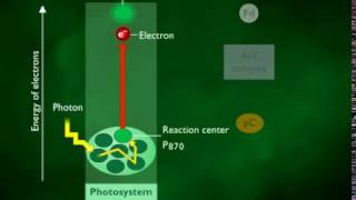 Cyclic and Noncyclic Photophosphorylation HD Animation [upl. by Eitsyrk]