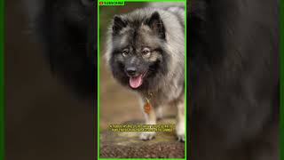 The Keeshond The Most Loyal Dog Ever shorts [upl. by Daphene727]