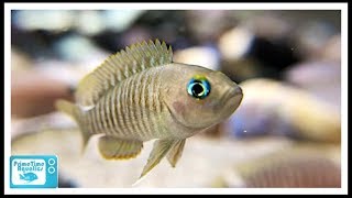 How to Set Up a Shell Dweller Fish Tank Six Different Species Featured [upl. by Aileduab]