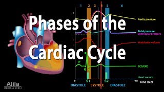 The Cardiac Cycle Animation [upl. by Eilatan571]