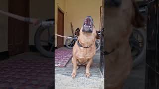 dog barking loudly sound effect  adarsh Tiwari vlog  best dog sound  viral dailyshorts dog [upl. by Eniretac]