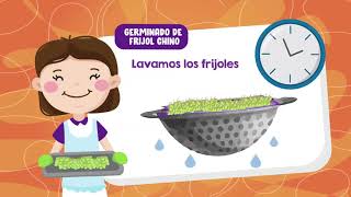 Germinados de Frijol Chino [upl. by Ibloc]