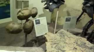 Eocene display at the Smithsonion National Museum of Natural History HD [upl. by Dickerson]