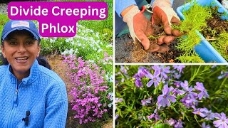 How To Divide Creeping Phlox  Moss Phlox Perennial Groundcover [upl. by Deeraf229]