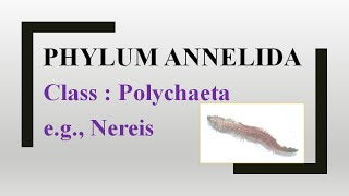 Phylum Annelida Class Polychaeta eg Nereis [upl. by Karlens]