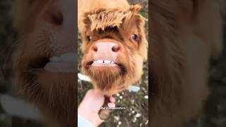 Mini Highland Cows  The Priciest Pets [upl. by Jaymie]