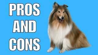 Shetland Sheepdog Pros And Cons  Should You REALLY Get A SHETLAND SHEEPDOG [upl. by Kerwon]