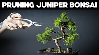 Itoigawa Juniper Bonsai  Pruning and Shaping Ideas [upl. by Ginder]