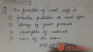 The function of root cap is  CLASS 11  ANATOMY OF FLOWERING PLANTS  BIOLOGY  Doubtnut [upl. by Kincaid]