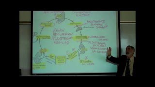 RENINANGIOTENSINALDOSTERONE REFLEX by Professor Finkwmv [upl. by Gorlicki829]