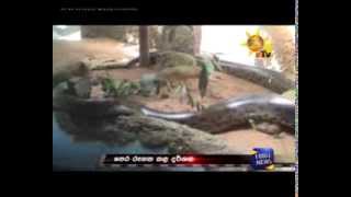 Anaconda eats her partner in Dehiwala [upl. by Lovell]