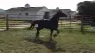 IVANHOE Friesian Stallion at Flying W Farms Ohio [upl. by Jourdan]