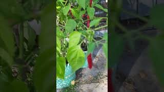 Growing chili in Finland 32 [upl. by Rew]