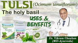 Tulsi Benefits and uses Tulasi The holy basil [upl. by Ttocserp220]