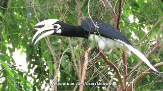 Bird Call ORIENTAL PIED HORNBILL [upl. by Hebe]