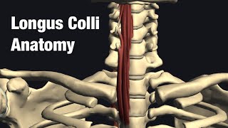 Anatomy and function of longus colli [upl. by Enaywd261]