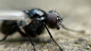 Insekten in Makro Makrofotografie FULL HD [upl. by Ydnil894]