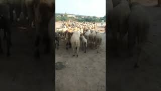 Poor people sheeps cross the main roadKambagal odamlarning qoylari katta yolni kesib otadisheep [upl. by Dirgis]