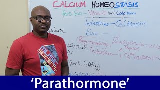 Calcium Homeostasis – Parathyroid Hormone [upl. by Anez]