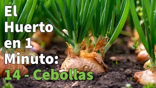 Cómo Plantar Cebollas  Cómo cultivar cebolla Paso a Paso con Éxito 👩‍🌾👨‍🌾 Huerto Urbano 1 min [upl. by Yelrac]